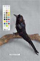 小卷尾藏品圖，第4張